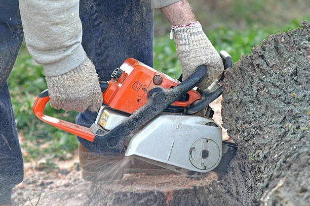 Lawn Renovation and Restoration in Mcelhattan, PA