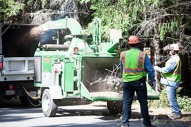 Reliable Mcelhattan, PA Tree Removal Services Solutions